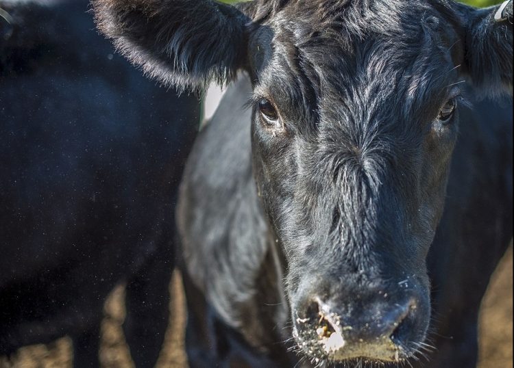 Buen nivel de faena y mercado firme para los vacunos