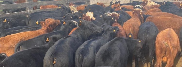 Buen nivel de faena y mercado firme para los vacunos