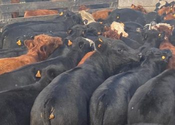 El mercado de haciendas y reposición ajustaron valores a la baja