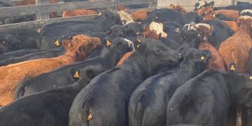 El mercado de haciendas y reposición ajustaron valores a la baja