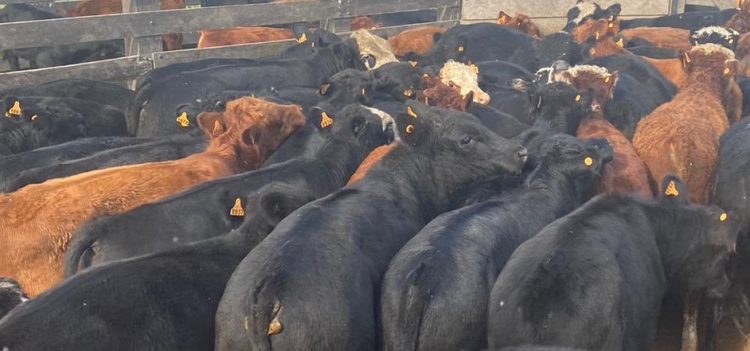 El mercado de haciendas y reposición ajustaron valores a la baja