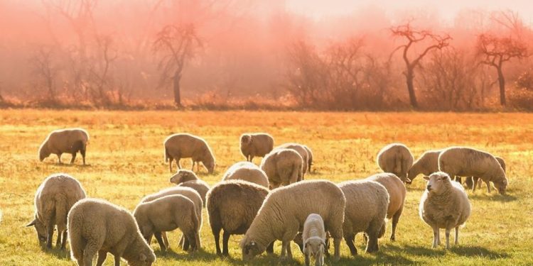 El coronavirus puso en evidencia que la agroalimentación no es la culpable del cambio climático