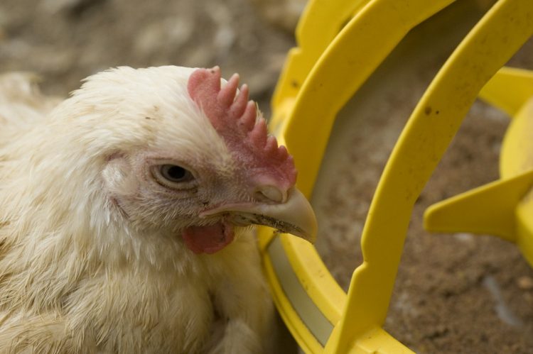 Productores e industrias avícolas realizan donaciones a 17 departamentos