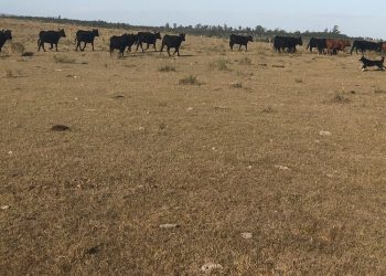 Se amplía la emergencia agropecuaria a 4 millones de hectáreas