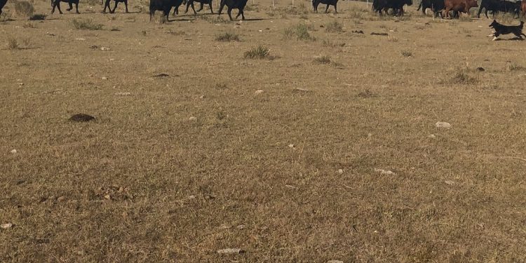 Se amplía la emergencia agropecuaria a 4 millones de hectáreas