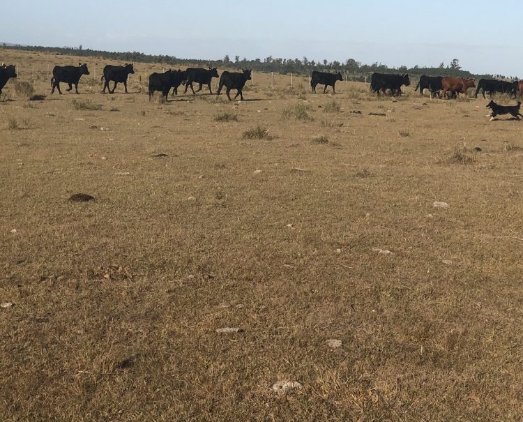 Se amplía la emergencia agropecuaria a 4 millones de hectáreas