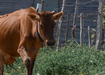 Conaprole apoyará a sus remitentes con prima especial de US$ 3 millones