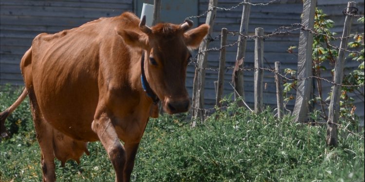 Conaprole apoyará a sus remitentes con prima especial de US$ 3 millones