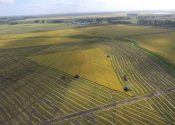 AGRICULTURA: Lluvias dispares afectan resultados en el maíz y la soja