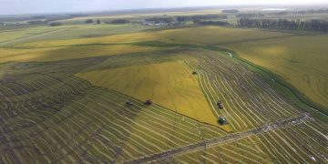 AGRICULTURA: Lluvias dispares afectan resultados en el maíz y la soja