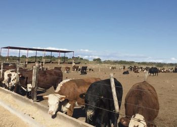 El mercado de la carne de corral está cerrado y se deben buscar alternativas