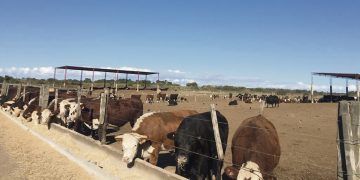 El mercado de la carne de corral está cerrado y se deben buscar alternativas