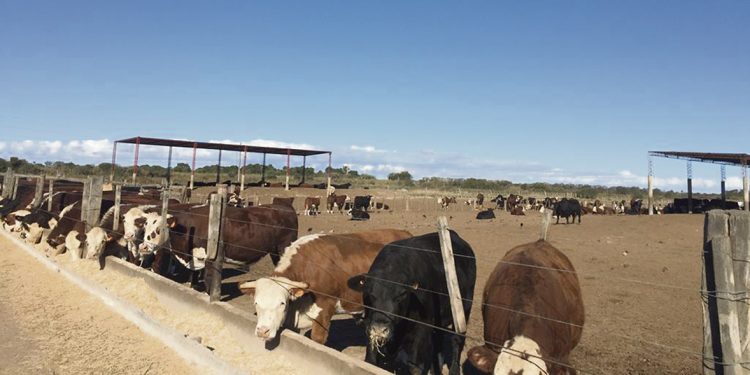 El mercado de la carne de corral está cerrado y se deben buscar alternativas