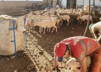 Trabajadores rurales: Unos 300 esquiladores uruguayos podrían perder la zafra en España