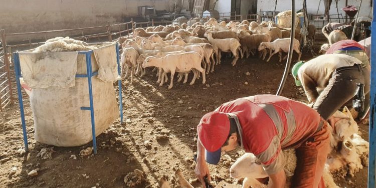 Trabajadores rurales: Unos 300 esquiladores uruguayos podrían perder la zafra en España