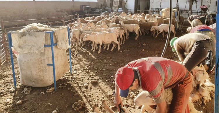 Trabajadores rurales: Unos 300 esquiladores uruguayos podrían perder la zafra en España
