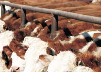 Mercado de haciendas con aumento de la faena y valores que se fortalecen