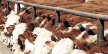 Mercado de haciendas con aumento de la faena y valores que se fortalecen