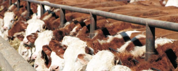 Mercado de haciendas con aumento de la faena y valores que se fortalecen