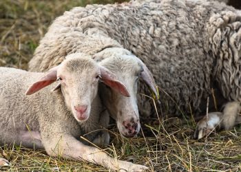 El valor de la lana cayó por debajo de los US$ 8 por kilo base limpia