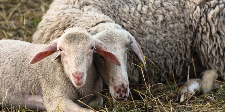 El valor de la lana cayó por debajo de los US$ 8 por kilo base limpia