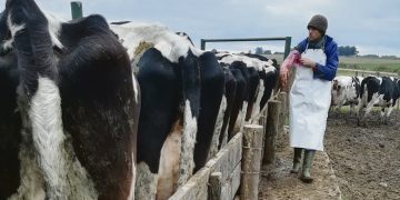 Mercado mundial de lácteos: Con un comportamiento inusual pero no blindado frente a la situación actual