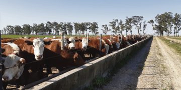 El agro y el país en el vendaval