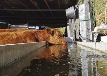 “Sin sanidad y alimentación no podemos tener un buen rodeo”