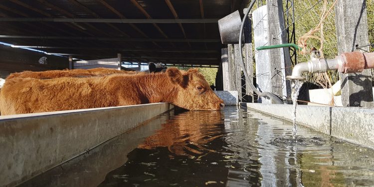 “Sin sanidad y alimentación no podemos tener un buen rodeo”