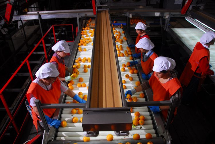 El fallo que liquida Citrícola Salteña es “absolutamente irregular”