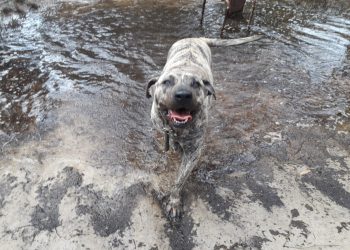Los Cimarrones, de plaga a símbolo de la Patria