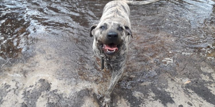 Los Cimarrones, de plaga a símbolo de la Patria