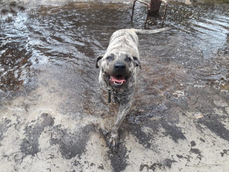 Los Cimarrones, de plaga a símbolo de la Patria