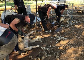 El martes sale avión con 250 esquiladores con destino España