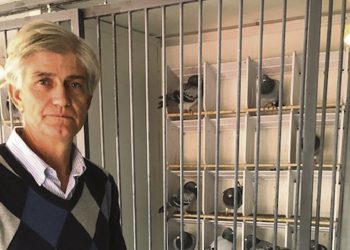 Palomas mensajeras:  vuelos que generan pasiones