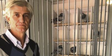 Palomas mensajeras:  vuelos que generan pasiones