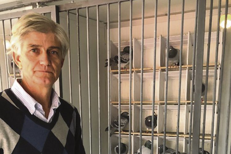 Palomas mensajeras:  vuelos que generan pasiones