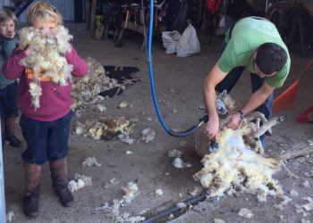 Para el crecimiento del ovino es fundamental solucionar temas de  bichera, inseguridad y predadores