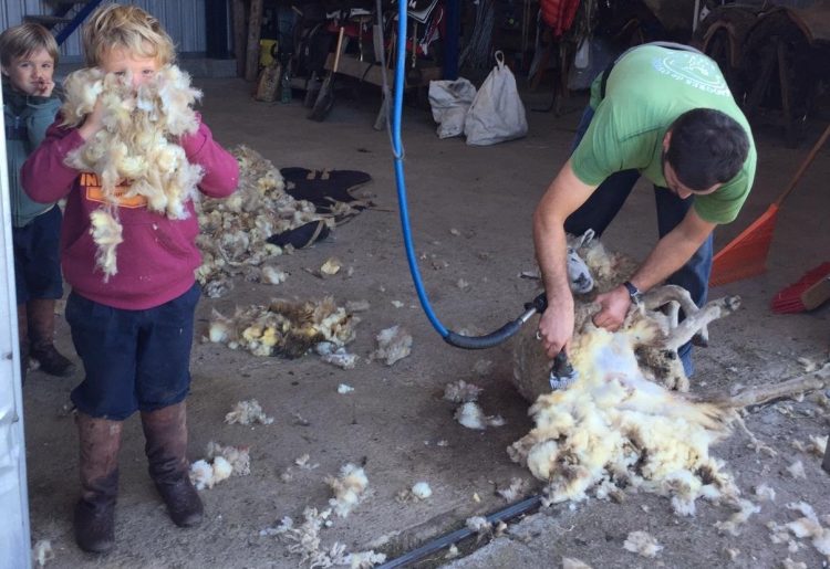 Para el crecimiento del ovino es fundamental solucionar temas de  bichera, inseguridad y predadores