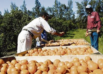 Se decretó la liquidación de Citrícola Salteña con afectación a miles de familias