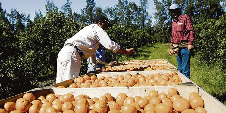 Se decretó la liquidación de Citrícola Salteña con afectación a miles de familias