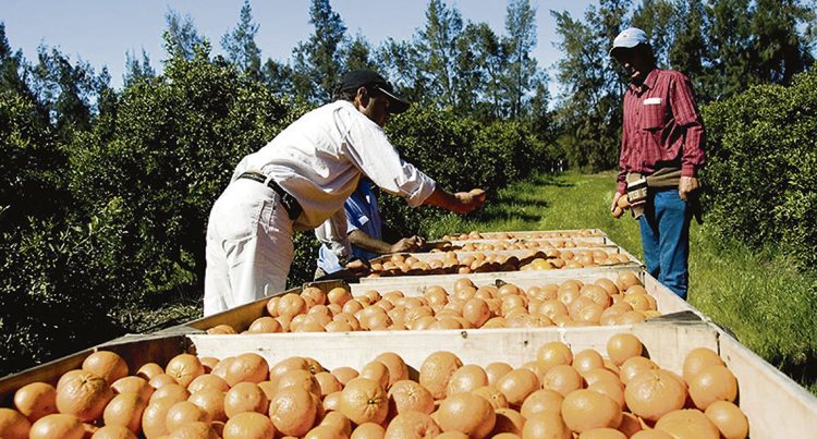 Se decretó la liquidación de Citrícola Salteña con afectación a miles de familias