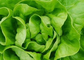 Nueva Zelanda se quedó sin lechugas, productores hortícolas reclaman  una política y un plan de seguridad alimentaria