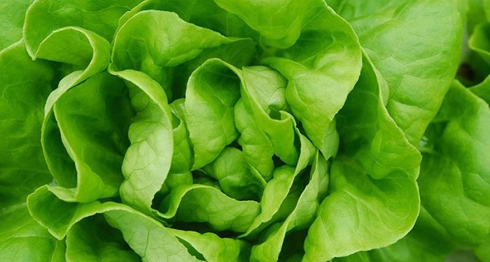 Nueva Zelanda se quedó sin lechugas, productores hortícolas reclaman una política y un plan de seguridad alimentaria