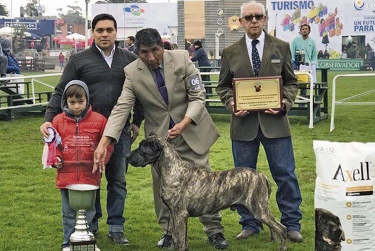 Los Cimarrones, de plaga a símbolo de la Patria