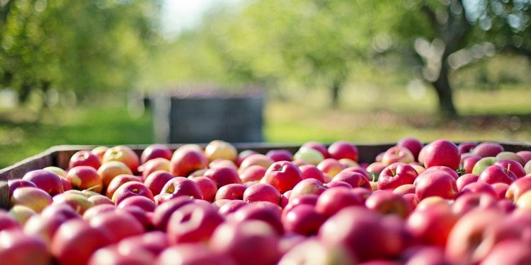 Uruguay pierde un trabajador rural cada cuatro horas