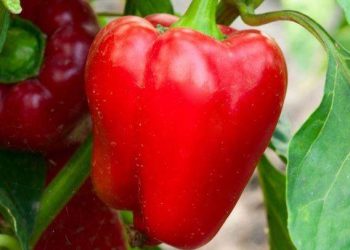 Huertas urbanas: la Facultad de Agronomía invita a la producción de alimentos en casa