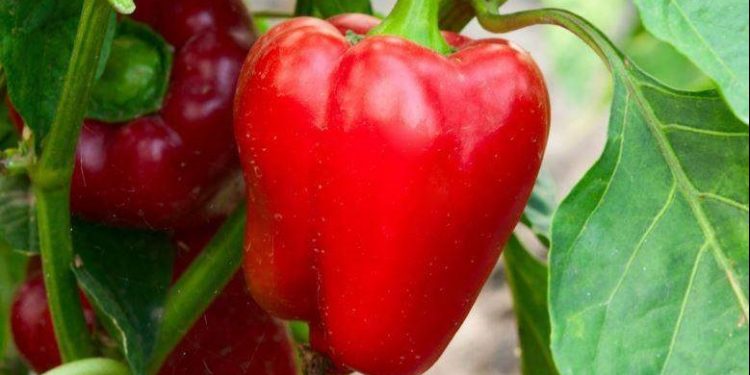 Huertas urbanas: la Facultad de Agronomía invita a la producción de alimentos en casa