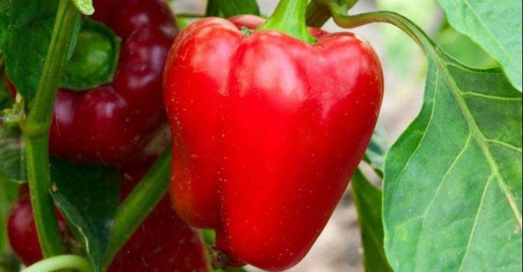 Huertas urbanas: la Facultad de Agronomía invita a la producción de alimentos en casa