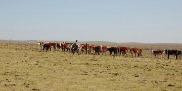 La emergencia agropecuaria se extendió a Rivera, Artigas y Salto